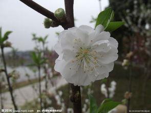 一枝独秀的图片,绽放独特魅力