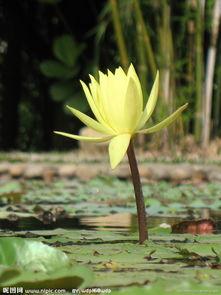 一枝独秀的图片,绽放独特魅力