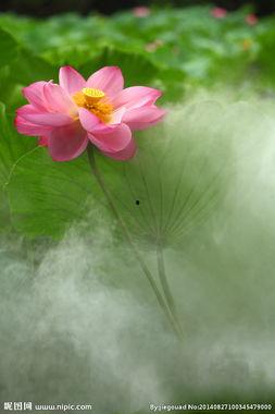 一枝独秀的图片,绽放独特魅力